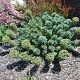 Euphorbia char. 'Portuguese Velvet' GM P9