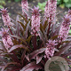 Eucomis comosa 'Sparkling Burgundy' GM  P11