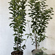 Euonymus europaeus 100-125 cm 7,5L solitair