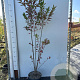 Euonymus europaeus 100-125 cm 7,5L solitair