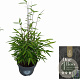Fargesia 'Black Dragon' 40-60 cm 5,0L