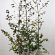 Fagus syl. 'Atropunicea' 175-200 cm 7,5L Gestokt