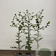 Fagus sylvatica 100-125 cm 3,5L Gestokt