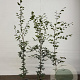 Fagus sylvatica 150-175 cm 3,5L Gestokt
