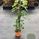 Ficus car. 'Bornholms Diamant' GM C3