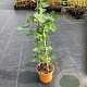 Ficus car. 'Dessert King' GM C3