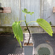 Ficus car. 'Dotatto' 60-80 cm P15