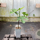 Ficus car. 'Grise de Tarascon' 40-50 cm C1.5