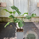 Ficus car. 'Jannot' 30-40 cm P15