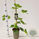 Ficus car. 'Panachée' 20-30 cm 3,0L