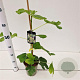 Ficus car. 'Panachée' 20-30 cm 3,0L