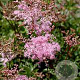 Filipendula palmata 'Nana' GM P9