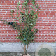 Forsythia int. 'Spectabilis' 125-150 cm met kluit