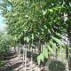 Fraxinus amer. 'Autumn Applause' 12-14 HO draadkluit
