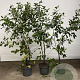 Frangula alnus 125-150 cm 7,5L Gestokt