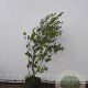 Frangula alnus 150-175 cm met kluit