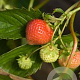 Fragaria a. 'Ostara' GM P9