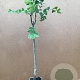 Fraxinus excelsior 50-60 cm C1.5