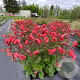 Geum Coral Tempest GM P9