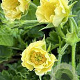Geum 'Gimlet' GM P9