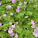 Geranium ox. 'Lady Moore' GM P9