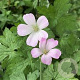 Geranium ox. 'Robina Moss' GM P9