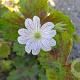 Geranium ox. 'Tess' GM P9