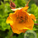 Geum 'Spanish Fly' GM P9