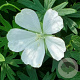 Geranium sang. Snowflake GM P9