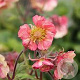 Geum Tempo Rose GM P9