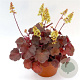 Heuchera 'Blondie' GM P9