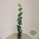 Hedera hibernica 100-125 cm 2,5L