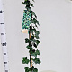 Hedera hibernica 150-175 cm 2,5L