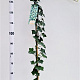 Hedera hibernica 150-175 cm 2,5L
