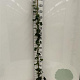 Hedera hibernica 175-200 cm 2,5L met stok