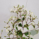 Heptacodium miconioides 50-60 cm 2,5L