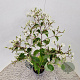 Heptacodium miconioides 50-60 cm 2,5L