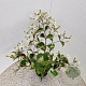 Heptacodium miconioides 50-60 cm 2,5L