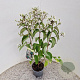 Heptacodium miconioides 50-60 cm 2,5L