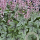 Heucherella 'Pink Fizz' GM P9