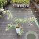 Hippophae rhamn. 'Leikora' GM C1.5