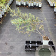 Hippophae rhamn. Orange Energy GM C1.5