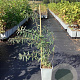 Hippophae rhamn. 'Pollmix' GM C1.5