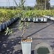 Hippophae rhamn. 'Sirola' 40-50 cm C1.5