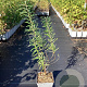 Hippophae rhamn. 'Sirola' 50-60 cm 3,0L