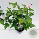 Hibiscus syr. 'Hamabo' 40-50 cm 3,0L