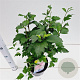 Hibiscus syr. 'Woodbridge' 40-50 cm 3,0L