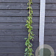 Holboellia latifolia 150-175 cm vierkant rond 5,5L