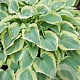 Hosta 'Pilgrim' GM P9
