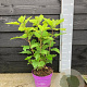 Hydrangea a. Flowerwow 40-50 cm 3,0L
